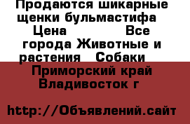 Продаются шикарные щенки бульмастифа › Цена ­ 45 000 - Все города Животные и растения » Собаки   . Приморский край,Владивосток г.